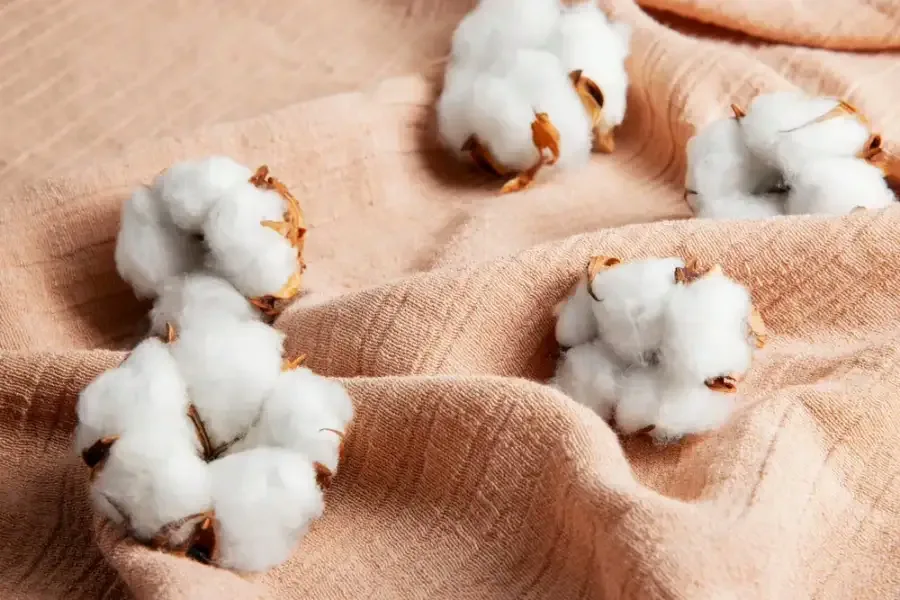 Organic Cotton